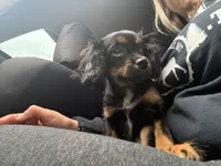 Hazels puppy, a male Cavapoo for sale in Chattanooga, TN – Photo 4 of 7