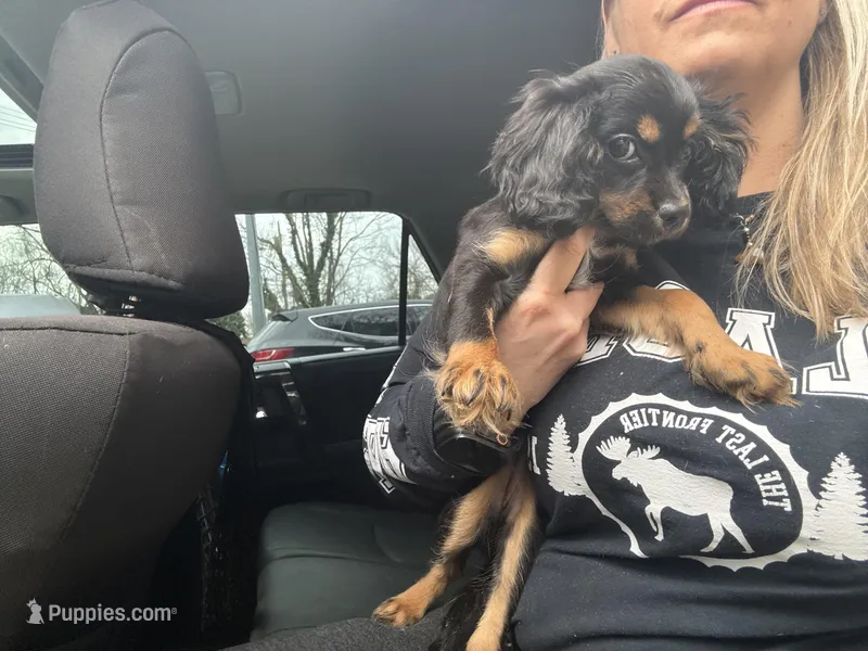 Hazels puppy – Cavapoo puppy for sale in Chattanooga, TN