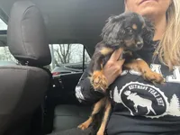 Hazels puppy, a male Cavapoo for sale in Chattanooga, TN – Photo 3 of 7