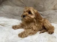 Charlie, a male Cavapoo for sale in Chattanooga, TN – 10 of 10