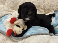 Milo, a male Cavapoo for sale in Chattanooga, TN – 4 of 10