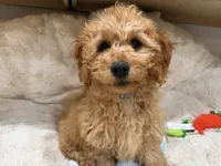 Teddy, a male Cavapoo for sale in Chattanooga, TN – 6 of 10