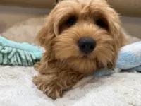 Theo, a male Cavapoo for sale in Chattanooga, TN – 8 of 10