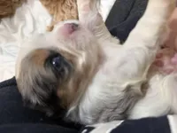 Precious, a female Cavapoo for sale in Chattanooga, TN – 2 of 10