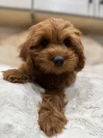 Gracie, a female Cavapoo for sale in Chattanooga, TN – 6 of 10