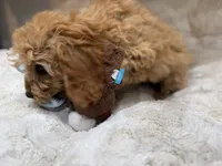 Teddy, a male Cavapoo for sale in Chattanooga, TN – 3 of 10