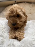 Charlie, a male Cavapoo for sale in Chattanooga, TN – 4 of 10