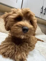 Marley, a male Cavapoo for sale in Chattanooga, TN – 2 of 10