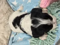 Oreo, a male Cavapoo for sale in Chattanooga, TN – 2 of 10