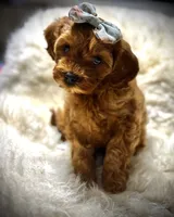 Charlies puppy, a female Cavapoo for sale in Chattanooga, TN – Photo 8 of 10