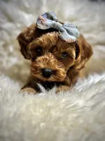 Charlies puppy, a female Cavapoo for sale in Chattanooga, TN – Photo 2 of 10