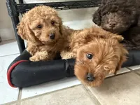 Charlies puppy, a female Cavapoo for sale in Chattanooga, TN – Photo 10 of 10