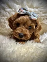 Charlies puppy, a female Cavapoo for sale in Chattanooga, TN – Photo 7 of 10