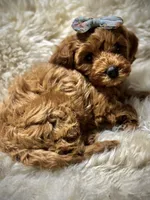 Charlies puppy, a female Cavapoo for sale in Chattanooga, TN – Photo 3 of 10