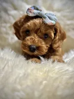 Charlies puppy, a female Cavapoo for sale in Chattanooga, TN – Photo 4 of 10