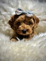 Charlies puppy, a female Cavapoo for sale in Chattanooga, TN – Photo 9 of 10