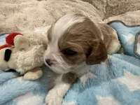 Henry, a male Cavapoo for sale in Chattanooga, TN – 7 of 10