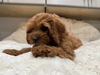 Gracie, a female Cavapoo for sale in Chattanooga, TN – 9 of 10