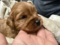 Charlie’s babies, a female Cavapoo for sale in Chattanooga, TN – 3 of 9