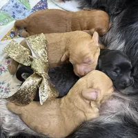 Bailey, a female Cavapoo for sale in Chattanooga, TN – Photo 5 of 10