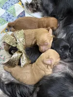 Bailey, a female Cavapoo for sale in Chattanooga, TN – Photo 5 of 10