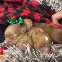 Bailey, a female Cavapoo for sale in Chattanooga, TN – Photo 9 of 10