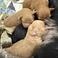 Bailey, a female Cavapoo for sale in Chattanooga, TN – Photo 2 of 10