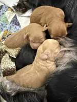 Bailey, a female Cavapoo for sale in Chattanooga, TN – Photo 2 of 10