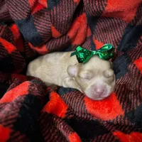 Bailey, a female Cavapoo for sale in Chattanooga, TN – Photo 10 of 10