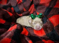 Bailey, a female Cavapoo for sale in Chattanooga, TN – Photo 10 of 10