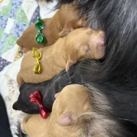 Bailey, a female Cavapoo for sale in Chattanooga, TN – Photo 7 of 10