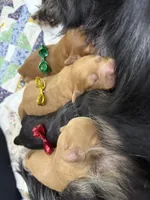 Bailey, a female Cavapoo for sale in Chattanooga, TN – Photo 7 of 10