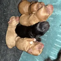 Bailey, a female Cavapoo for sale in Chattanooga, TN – Photo 6 of 10