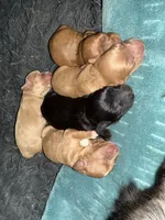 Bailey, a female Cavapoo for sale in Chattanooga, TN – Photo 6 of 10