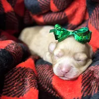 Bailey, a female Cavapoo for sale in Chattanooga, TN – Photo 1 of 10