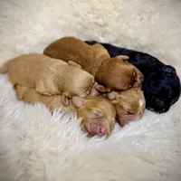 Bailey, a female Cavapoo for sale in Chattanooga, TN – Photo 8 of 10