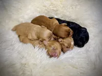 Bailey, a female Cavapoo for sale in Chattanooga, TN – Photo 8 of 10