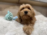 Theo, a male Cavapoo for sale in Chattanooga, TN – 3 of 10
