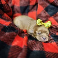 Copper, a male Cavapoo for sale in Chattanooga, TN – Photo 4 of 10