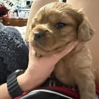 Copper, a male Cavapoo for sale in Chattanooga, TN – Photo 2 of 10