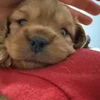 Copper, a male Cavapoo for sale in Chattanooga, TN – Photo 1 of 10