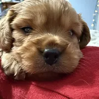 Copper, a male Cavapoo for sale in Chattanooga, TN – Photo 8 of 10