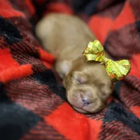 Copper, a male Cavapoo for sale in Chattanooga, TN – Photo 3 of 10