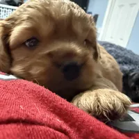 Copper, a male Cavapoo for sale in Chattanooga, TN – Photo 10 of 10