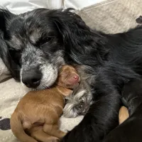 Copper, a male Cavapoo for sale in Chattanooga, TN – Photo 5 of 10