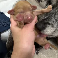 Copper, a male Cavapoo for sale in Chattanooga, TN – Photo 7 of 10