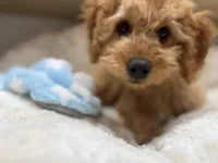 Teddy, a male Cavapoo for sale in Chattanooga, TN – 2 of 10