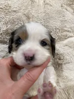 Precious, a female Cavapoo for sale in Chattanooga, TN – 7 of 10