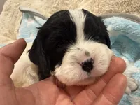 Oreo, a male Cavapoo for sale in Chattanooga, TN – 3 of 10