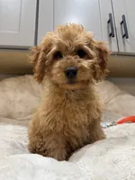 Teddy, a male Cavapoo for sale in Chattanooga, TN – 5 of 10